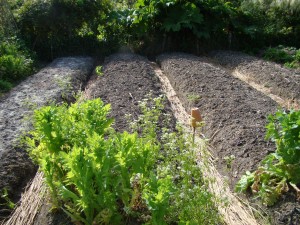 Potager, Le Jardin des Marais