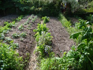 Potager, Jardins du Marais, Hoscas - Herbignac (44)