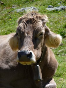 Vache d'alpage, chemin du lac de Diavolezza, Grisons, Suisse. © Samuel Socquet