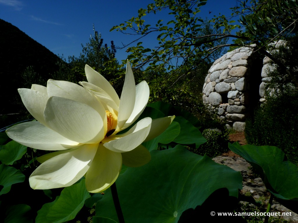 Lotus en fleur, dôme de Nicholas Brückin