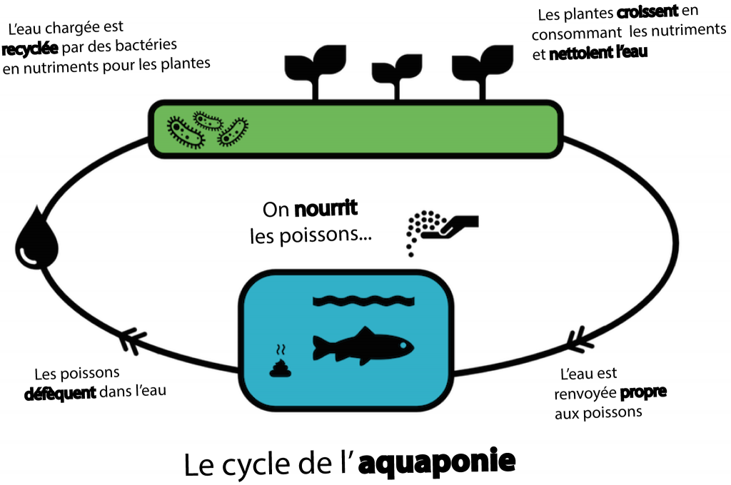 Le cycle de l'aquaponie (©Aquaponie.net)