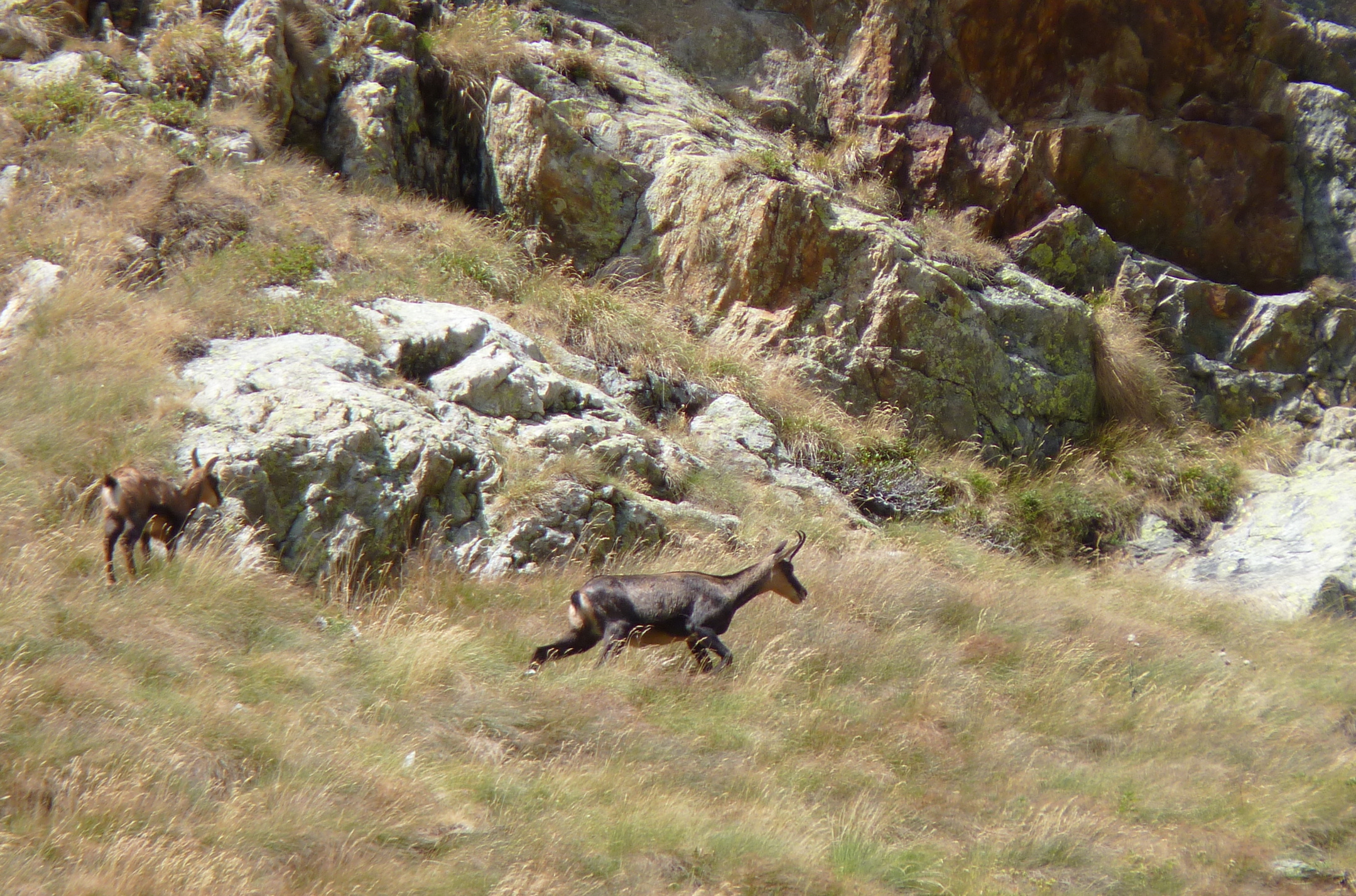 Chamois-massif du Mercantour-Alpes du Sud